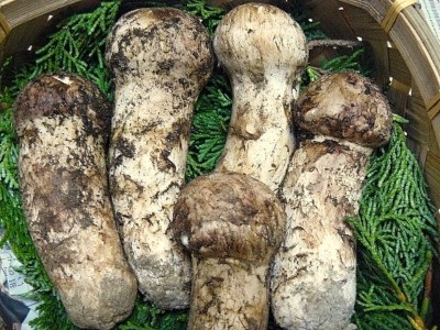 信州特産朝採り松茸